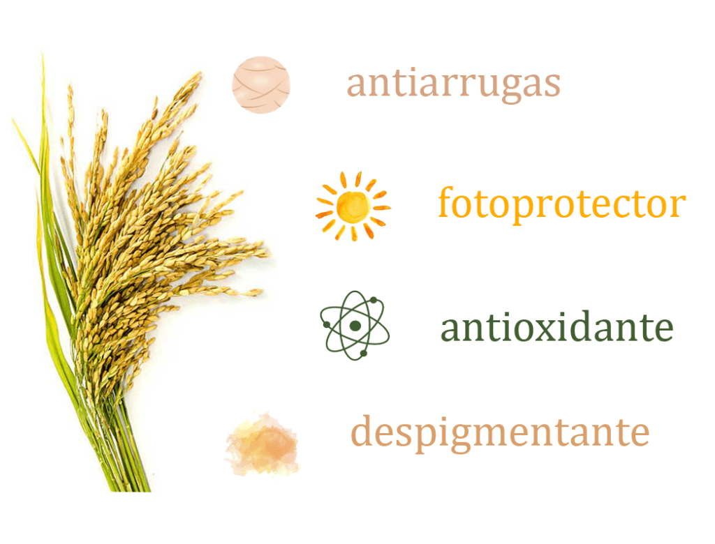 filosofia acido ferulico beneficios y uso